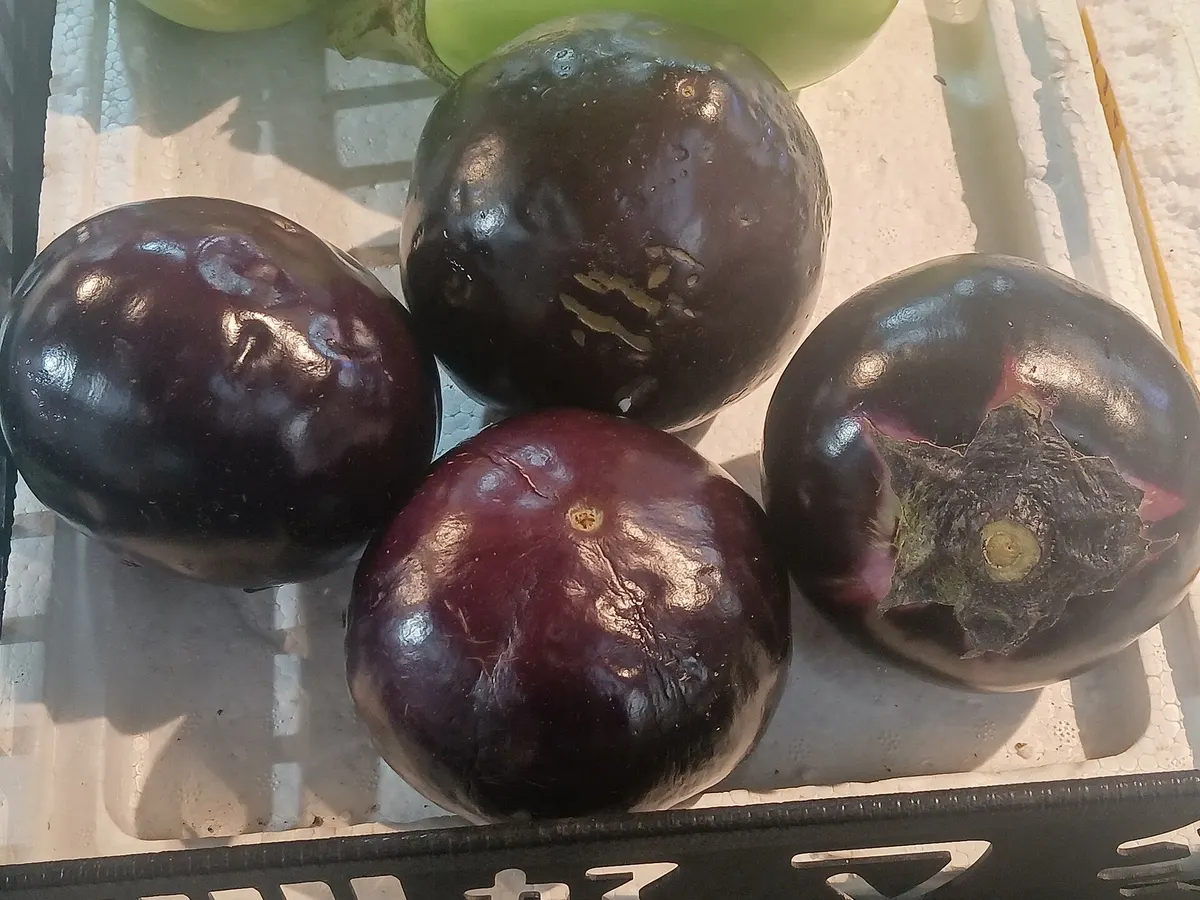 A round eggplant on a plain background