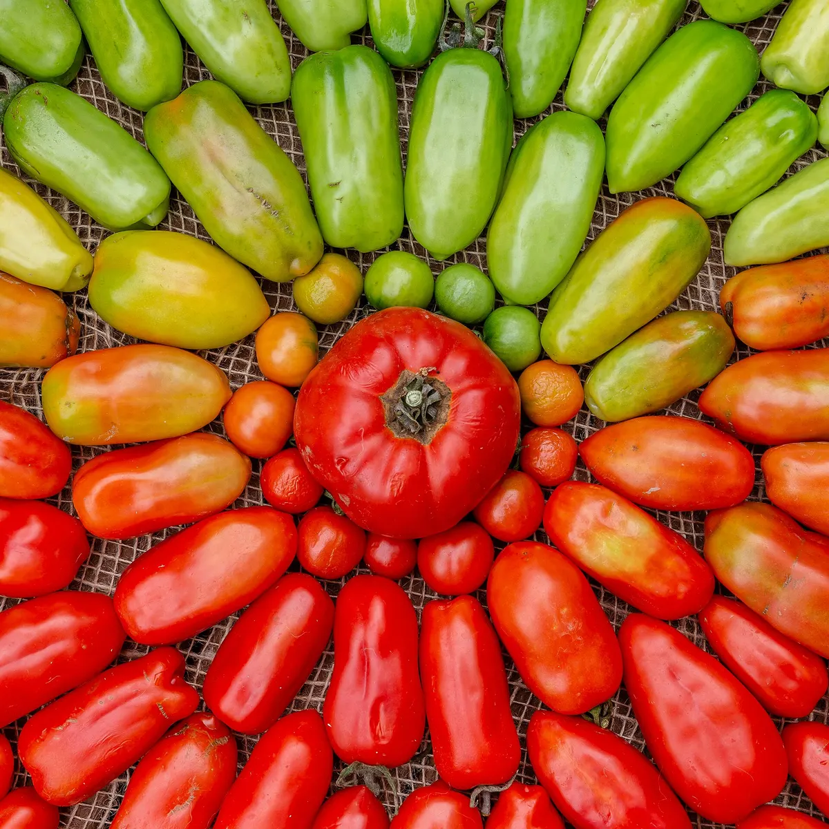 Home-grown tomatoes, from unripe green to ripe red